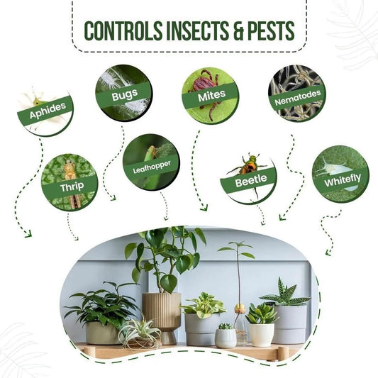 Neem plant protection spray effective against aphids, bugs, mites, and other pests for healthy plants